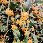 ヒメ日記 2025/10/27 10:39 投稿 まりな 土浦ハッピーマットパラダイス