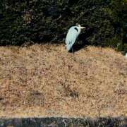 ヒメ日記 2026/02/04 16:27 投稿 まりな 土浦ハッピーマットパラダイス