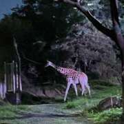 ヒメ日記 2025/09/17 18:09 投稿 長沢みのり 一夜妻