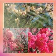 ヒメ日記 2025/03/15 11:11 投稿 まい ただいま京都店