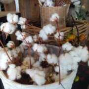 ヒメ日記 2025/10/07 16:26 投稿 長友 熟女待機所 厚木店