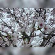 ヒメ日記 2026/04/01 13:14 投稿 大橋 十恋人～トレンド～