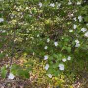 せりか セリカdays🍒ྀི 奥様の実話 梅田店