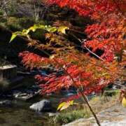 ヒメ日記 2025/12/15 11:00 投稿 せりか 奥様の実話 梅田店