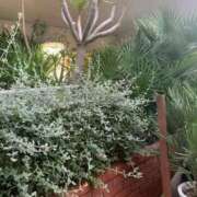 ヒメ日記 2025/07/02 14:31 投稿 竹下夢路 プレジデントクラブ