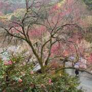 ヒメ日記 2026/02/07 22:27 投稿 竹下夢路 プレジデントクラブ