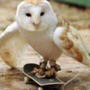 ヒメ日記 2025/03/31 00:03 投稿 みずき 治療院.LOVE小山店