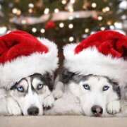 ヒメ日記 2025/12/24 12:48 投稿 みずき 治療院.LOVE小山店