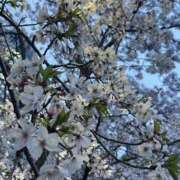 ヒメ日記 2026/04/07 14:34 投稿 響(ヒビキ)女王様 クラブドミナ