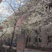 ヒメ日記 2025/04/11 12:48 投稿 はなえ 池袋おかあさん