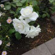 ヒメ日記 2025/05/12 12:44 投稿 はなえ 池袋おかあさん