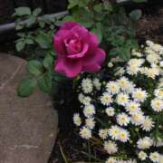 ヒメ日記 2025/05/17 13:18 投稿 はなえ 池袋おかあさん