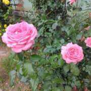 ヒメ日記 2025/05/25 12:54 投稿 はなえ 池袋おかあさん