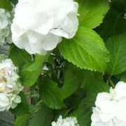 ヒメ日記 2025/06/05 12:44 投稿 はなえ 池袋おかあさん