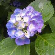 ヒメ日記 2025/06/11 12:54 投稿 はなえ 池袋おかあさん