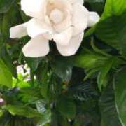 ヒメ日記 2025/06/26 12:49 投稿 はなえ 池袋おかあさん