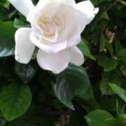 ヒメ日記 2025/07/01 12:54 投稿 はなえ 池袋おかあさん