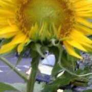 ヒメ日記 2025/07/21 12:51 投稿 はなえ 池袋おかあさん