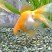 ヒメ日記 2025/08/07 13:04 投稿 はなえ 池袋おかあさん