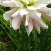 ヒメ日記 2025/08/10 12:54 投稿 はなえ 池袋おかあさん