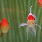 ヒメ日記 2025/08/15 13:31 投稿 はなえ 池袋おかあさん