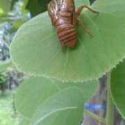 ヒメ日記 2025/09/02 12:54 投稿 はなえ 池袋おかあさん