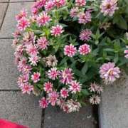 ヒメ日記 2025/10/26 12:06 投稿 はなえ 池袋おかあさん