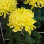 ヒメ日記 2025/10/28 12:44 投稿 はなえ 池袋おかあさん