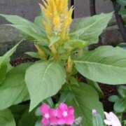 ヒメ日記 2025/11/08 12:54 投稿 はなえ 池袋おかあさん