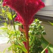 ヒメ日記 2025/11/19 13:04 投稿 はなえ 池袋おかあさん