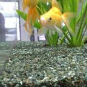 ヒメ日記 2026/01/22 13:26 投稿 はなえ 池袋おかあさん