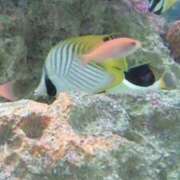 ヒメ日記 2026/02/19 13:34 投稿 はなえ 池袋おかあさん