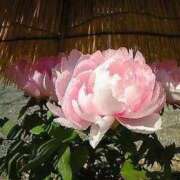 はなえ 出勤しました 池袋おかあさん