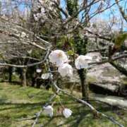 はなえ 出勤しました 池袋おかあさん