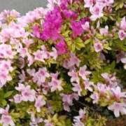 ヒメ日記 2026/04/17 13:24 投稿 はなえ 池袋おかあさん