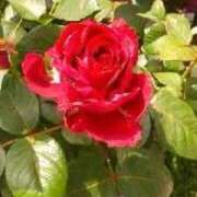 ヒメ日記 2026/04/26 13:24 投稿 はなえ 池袋おかあさん