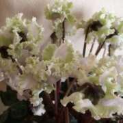 ヒメ日記 2024/12/13 16:33 投稿 すみれ 北九州人妻倶楽部（三十路、四十路、五十路）