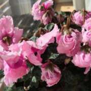 ヒメ日記 2024/12/15 23:15 投稿 すみれ 北九州人妻倶楽部（三十路、四十路、五十路）