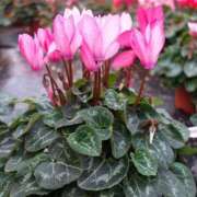 ヒメ日記 2024/12/17 22:24 投稿 すみれ 北九州人妻倶楽部（三十路、四十路、五十路）