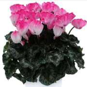 ヒメ日記 2024/12/18 16:36 投稿 すみれ 北九州人妻倶楽部（三十路、四十路、五十路）