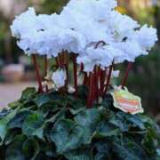 ヒメ日記 2024/12/23 22:00 投稿 すみれ 北九州人妻倶楽部（三十路、四十路、五十路）