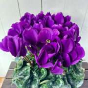 ヒメ日記 2024/12/28 18:57 投稿 すみれ 北九州人妻倶楽部（三十路、四十路、五十路）