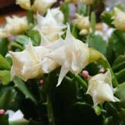 ヒメ日記 2025/01/05 22:51 投稿 すみれ 北九州人妻倶楽部（三十路、四十路、五十路）