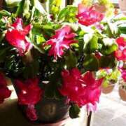 ヒメ日記 2025/01/06 17:27 投稿 すみれ 北九州人妻倶楽部（三十路、四十路、五十路）