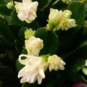 ヒメ日記 2025/01/08 22:09 投稿 すみれ 北九州人妻倶楽部（三十路、四十路、五十路）