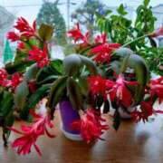 ヒメ日記 2025/01/11 08:39 投稿 すみれ 北九州人妻倶楽部（三十路、四十路、五十路）