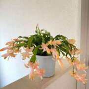 ヒメ日記 2025/01/12 14:15 投稿 すみれ 北九州人妻倶楽部（三十路、四十路、五十路）