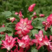 ヒメ日記 2025/01/14 19:54 投稿 すみれ 北九州人妻倶楽部（三十路、四十路、五十路）