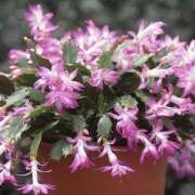 ヒメ日記 2025/01/15 16:21 投稿 すみれ 北九州人妻倶楽部（三十路、四十路、五十路）