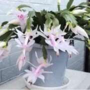 ヒメ日記 2025/01/16 23:45 投稿 すみれ 北九州人妻倶楽部（三十路、四十路、五十路）